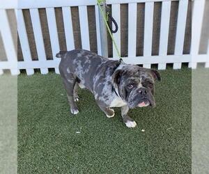 French Bulldog Dogs for adoption in Modesto, CA, USA