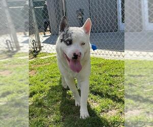 Australian Shepherd-Unknown Mix Dogs for adoption in Riverside, CA, USA