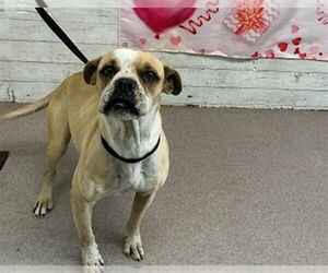 Mutt Dogs for adoption in San Bernardino, CA, USA