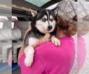 Alaskan Klee Kai Dogs for adoption in Glen Haven, WI, USA