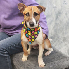 Small Jack Russell Terrier Mix