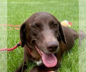 Labrador Retriever-Unknown Mix Dogs for adoption in Yardley, PA, USA