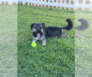 Cock-A-Poo Dogs for adoption in Menifee, CA, USA