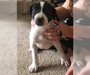 Lab-Pointer Dogs for adoption in Glenwood, GA, USA