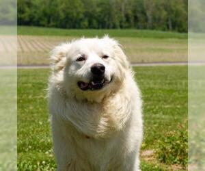 Great Pyrenees Dogs for adoption in Troy, IL, USA