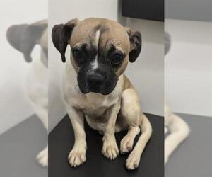 Pug-Unknown Mix Dogs for adoption in HESPERIA, CA, USA
