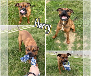 Medium Photo #1 Boxer-Unknown Mix Puppy For Sale in Pierceton , IN, USA