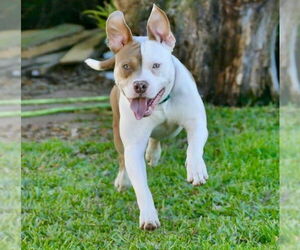American Bulldog-Unknown Mix Dogs for adoption in Lakewood, CO, USA