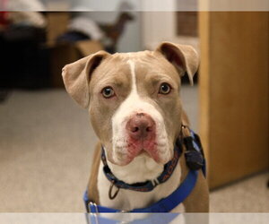 Medium Photo #2 American Staffordshire Terrier-Unknown Mix Puppy For Sale in Sayreville, NJ, NJ, USA