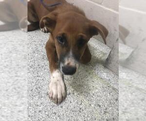 German Shepherd Dog-Unknown Mix Dogs for adoption in Conroe, TX, USA