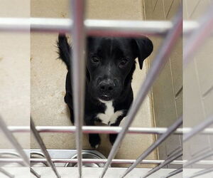 Border Collie-Boxer Mix Dogs for adoption in Decatur, IL, USA