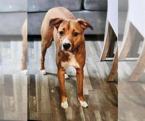 Labrador Retriever-Unknown Mix Dogs for adoption in San Antonio, TX, USA