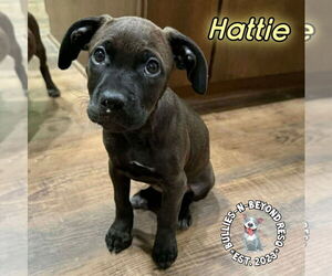 Boxer-German Wirehaired Pointer Mix Dogs for adoption in Omaha, NE, USA