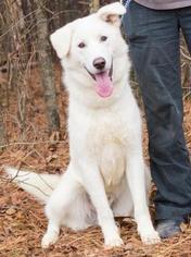 Alaskan Husky-Great Pyrenees Mix Dogs for adoption in Memphis, TN, USA
