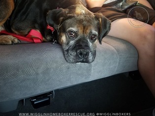 Boxer-Unknown Mix Dogs for adoption in Chinook, WA, USA