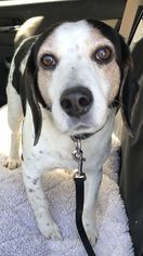 Beagle Dogs for adoption in Bellbrook, OH, USA