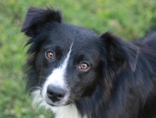 Border-Aussie Dogs for adoption in Cookeville, TN, USA