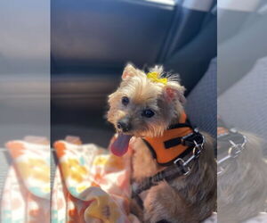 Mutt Dogs for adoption in Spring, TX, USA