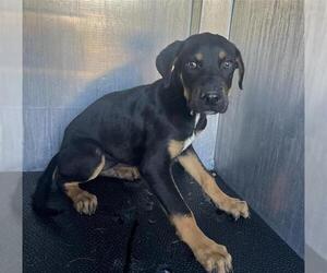 Rottweiler-Unknown Mix Dogs for adoption in San Antonio, TX, USA