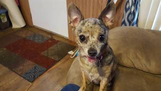 Chihuahua Dogs for adoption in O Fallon, MO, USA