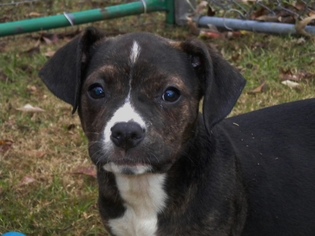 Staffordshire Bull Terrier Dogs for adoption in Pawtucket, RI, USA