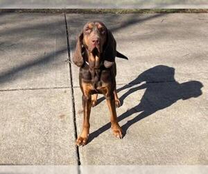 Bloodhound Dogs for adoption in Murfreesboro, TN, USA
