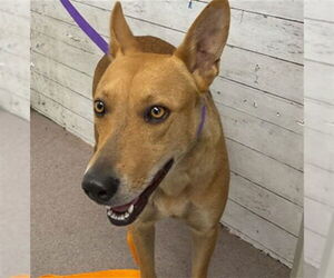 Carolina Dog-Unknown Mix Dogs for adoption in San Bernardino, CA, USA
