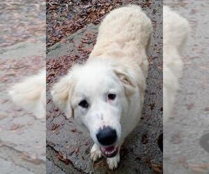 Great Pyrenees-Unknown Mix Dogs for adoption in Baileyton, AL, USA