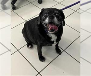 Puggle Dogs for adoption in Derwood, MD, USA