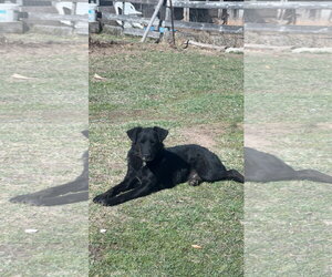Labrador Retriever-Unknown Mix Dogs for adoption in Woodland, CA, USA