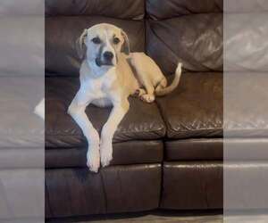 Anatolian Shepherd-Labrador Retriever Mix Dogs for adoption in Mouth Of Wilson, VA, USA