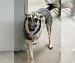 German Shepherd Dog-Unknown Mix Dogs for adoption in Frisco, TX, USA