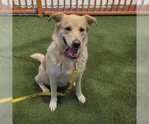 German Shepherd Dog-Unknown Mix Dogs for adoption in Las Vegas, NV, USA