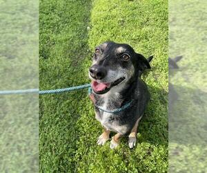 Medium Photo #1 Rat Terrier Puppy For Sale in Corpus Christi, TX, USA