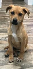 Medium Photo #1 Shepradors Puppy For Sale in Fayetteville, GA, USA