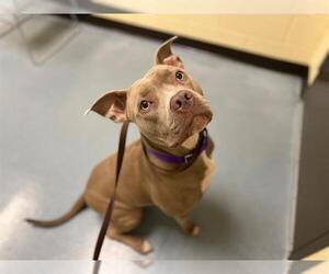 American Pit Bull Terrier Dogs for adoption in Denver, CO, USA