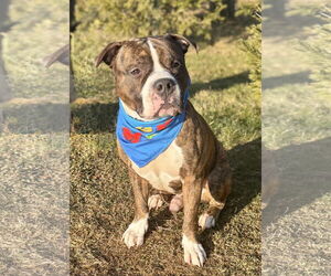 American Pit Bull Terrier-Unknown Mix Dogs for adoption in Spring Lake, NJ, USA