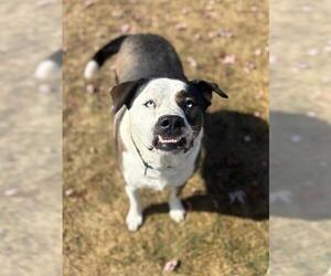 Labrador Retriever-Saint Bernard Mix Dogs for adoption in Fort Wayne, IN, USA