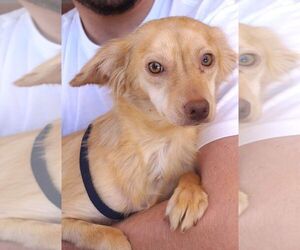 Pomeranian-Unknown Mix Dogs for adoption in Carrollton, TX, USA