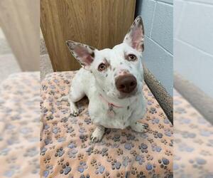 Pembroke Welsh Corgi-Unknown Mix Dogs for adoption in Brighton, CO, USA