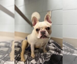 French Bulldog Dogs for adoption in St. Louis Park, MN, USA