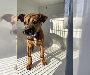 Black Mouth Cur-Unknown Mix Dogs for adoption in Houston, TX, USA
