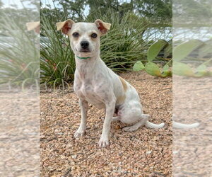 Mutt Dogs for adoption in PIPE CREEK, TX, USA
