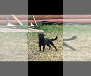 Chihuahua-Unknown Mix Dogs for adoption in Jackson Township, NJ, USA