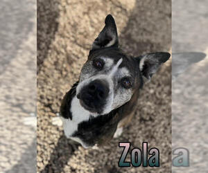 Mutt Dogs for adoption in Elmsford, NY, USA