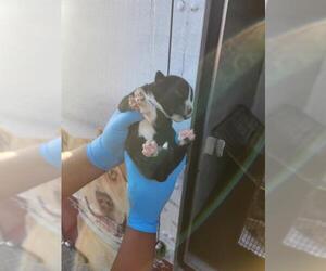 American Staffordshire Terrier-Unknown Mix Dogs for adoption in San Antonio, TX, USA