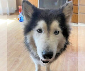 Siberian Husky Dogs for adoption in Omaha, NE, USA