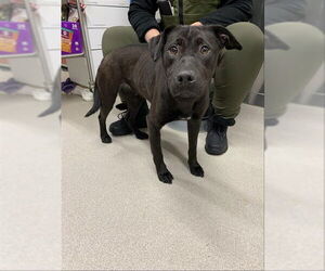 Siberian Husky-Unknown Mix Dogs for adoption in Fairbanks, AK, USA