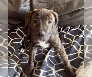 Mutt Dogs for adoption in San Juan Capistrano, CA, USA