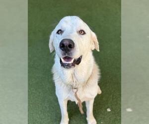 Great Pyrenees Dogs for adoption in San Martin, CA, USA